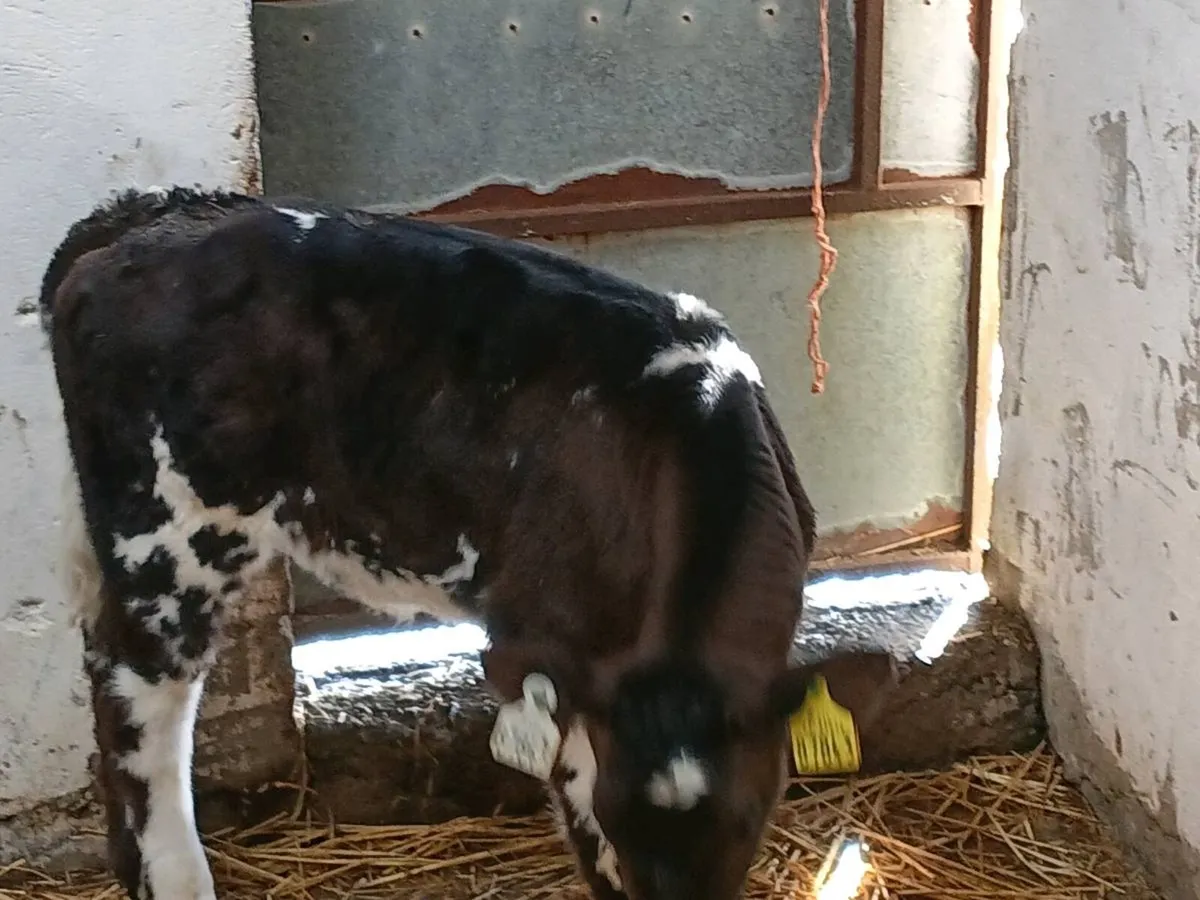 BB Heifer Calf - Image 2