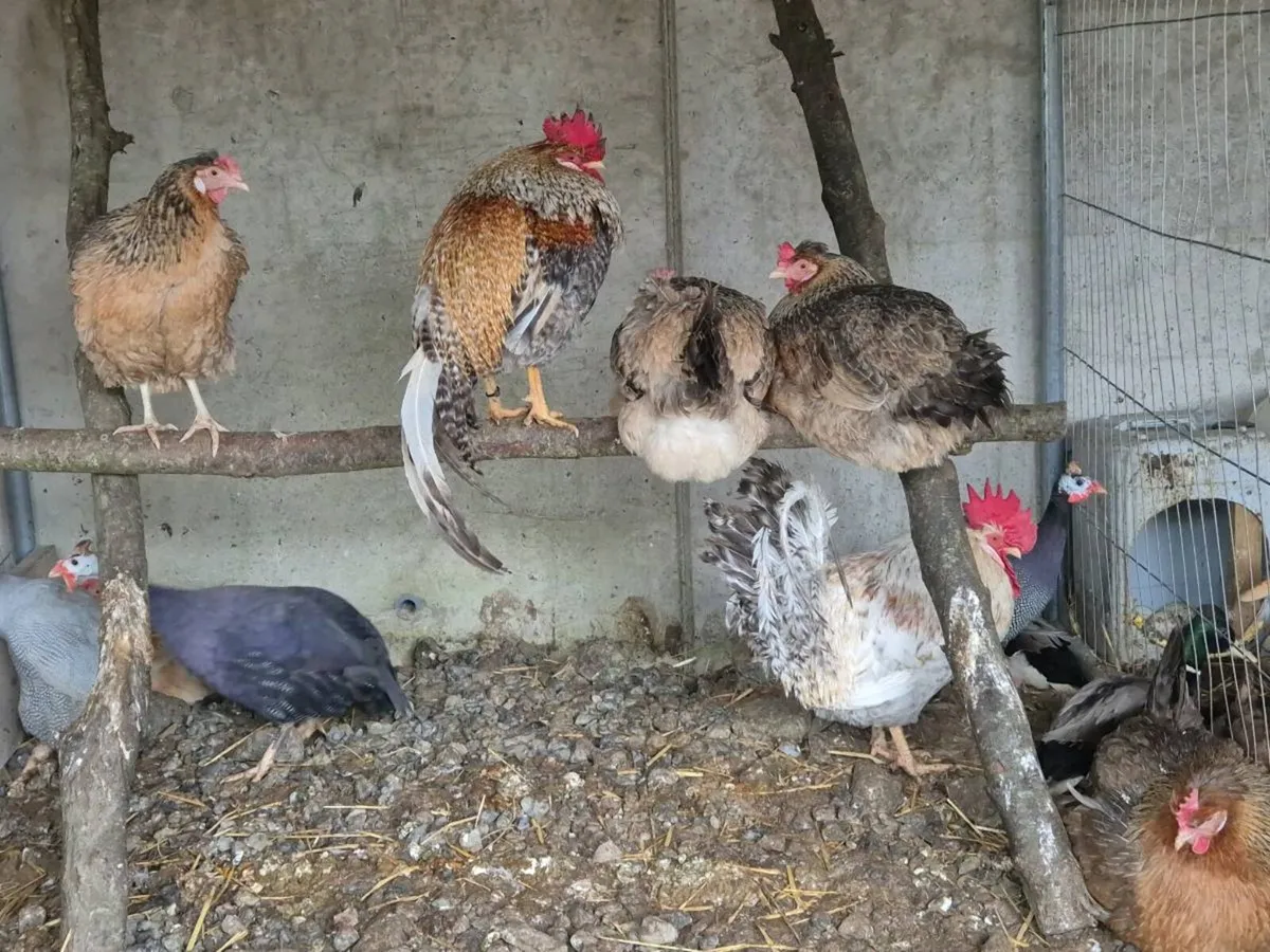 Laying hens hatching eggs - Image 1