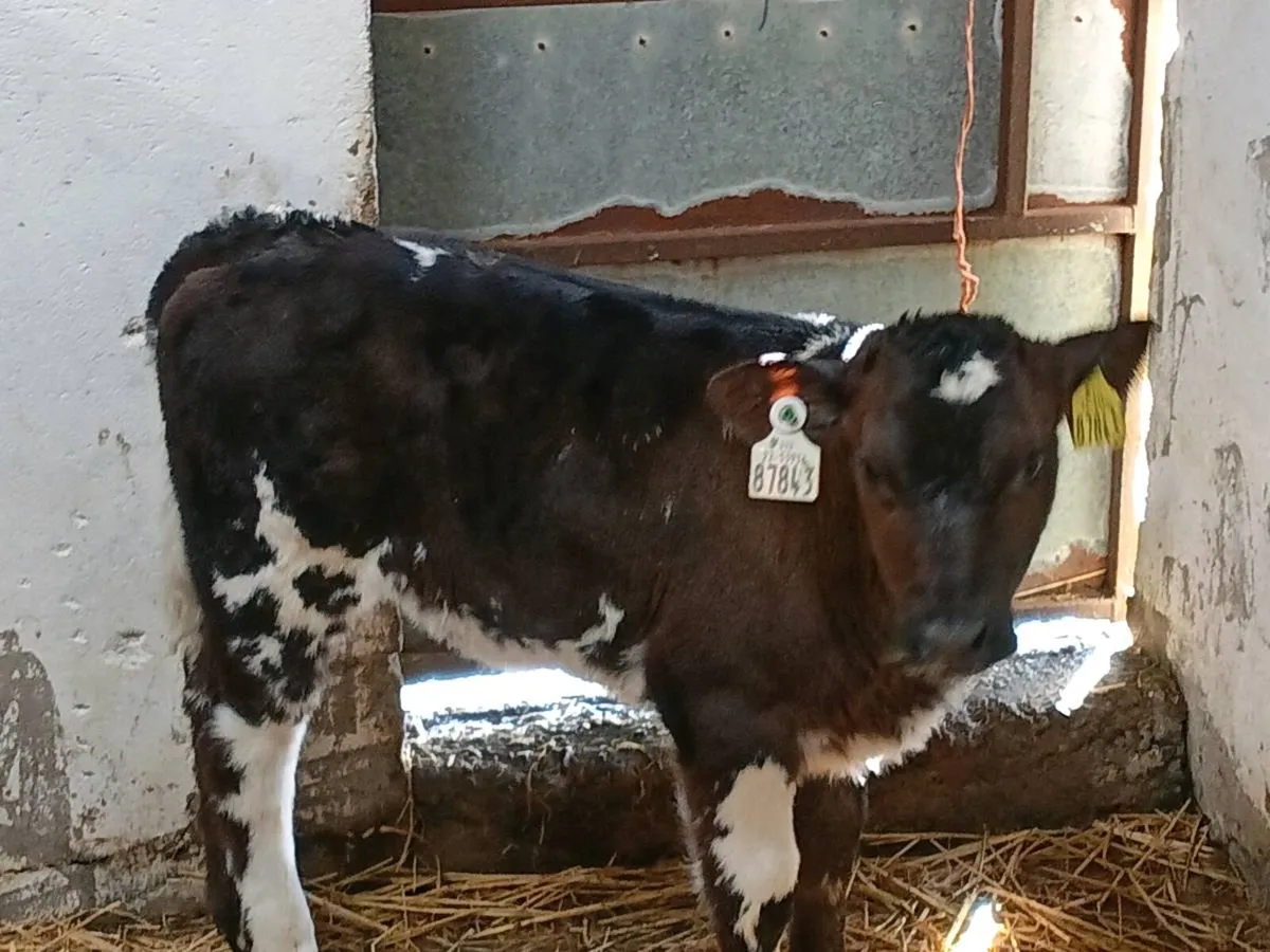 BB Heifer Calf - Image 3