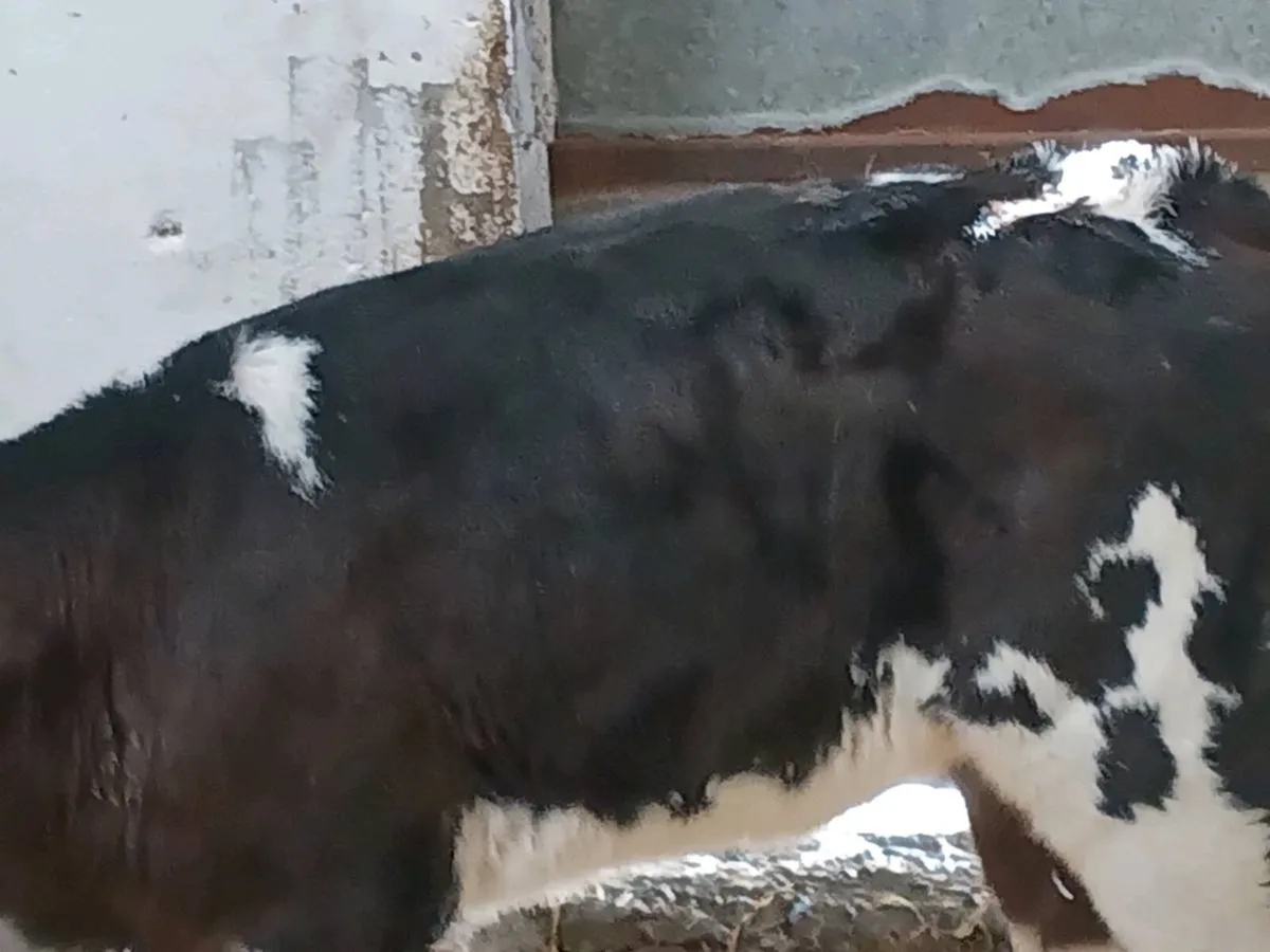 BB Heifer Calf - Image 4