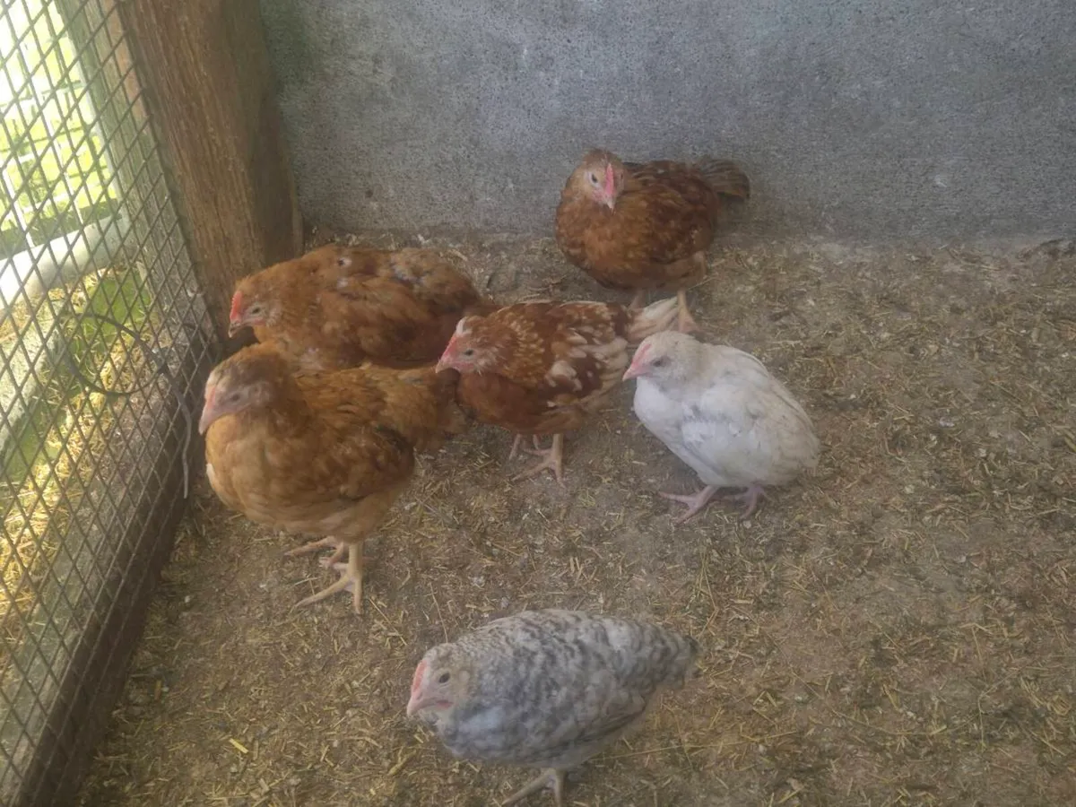 Laying hens hatching eggs - Image 2