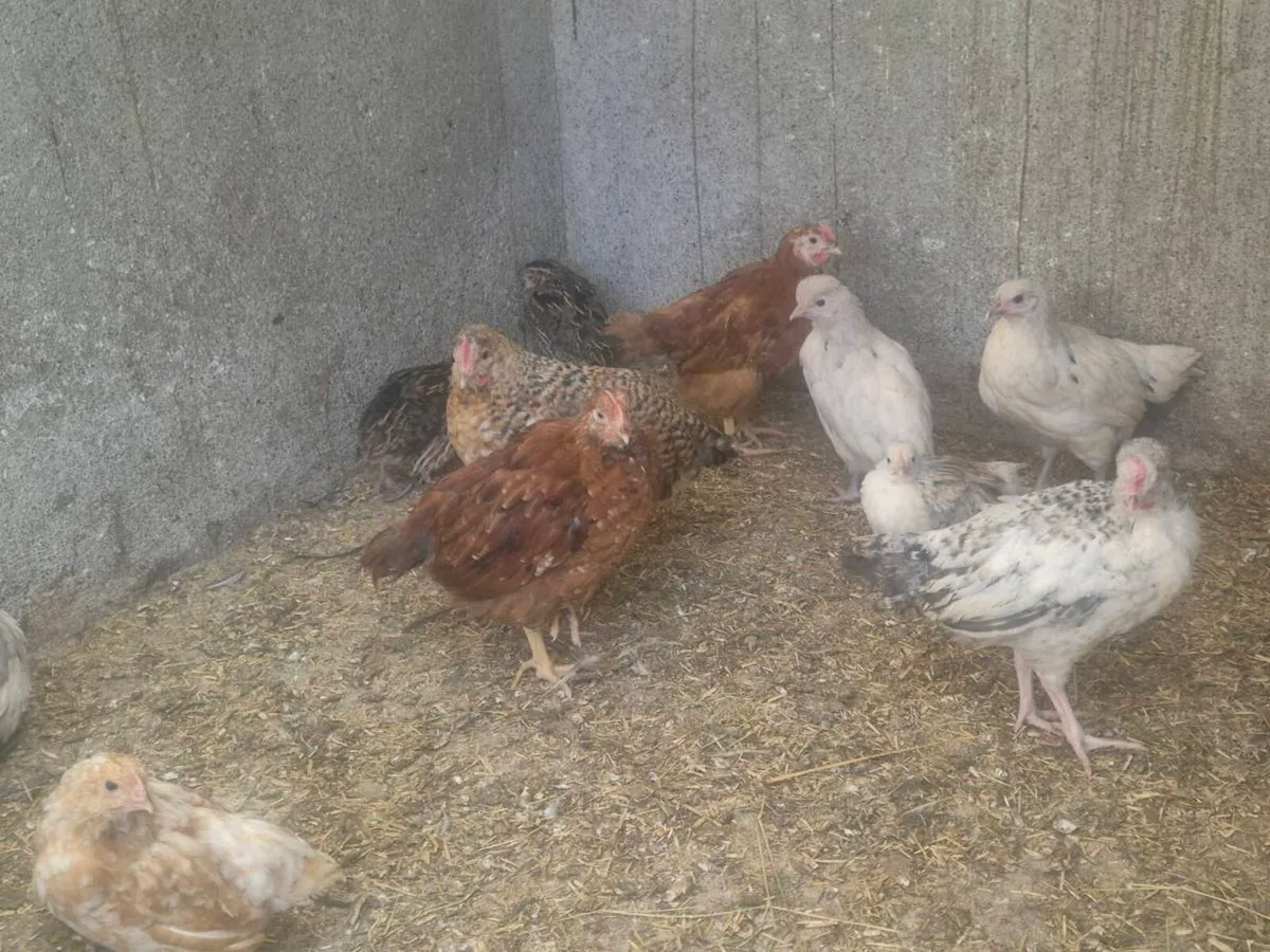 Laying hens hatching eggs - Image 3