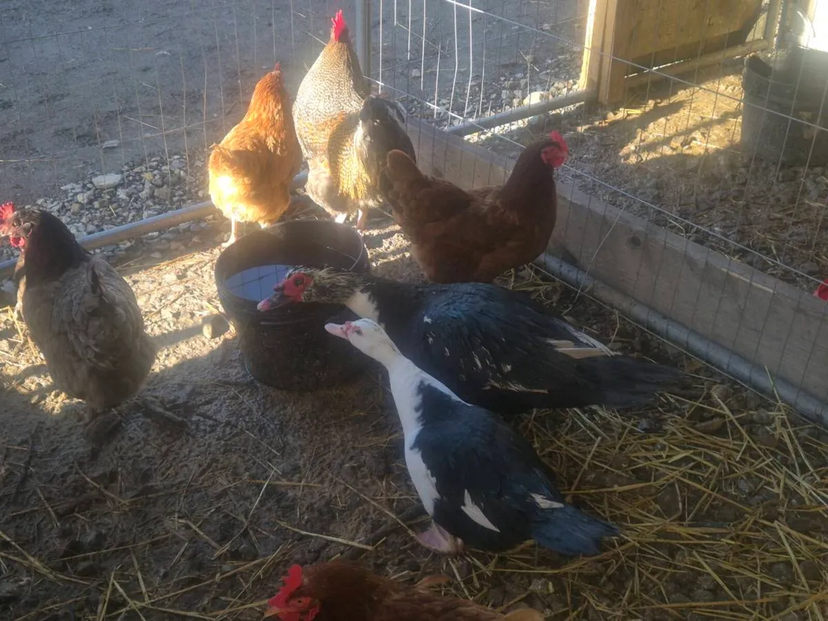 Laying hens hatching eggs - Image 4