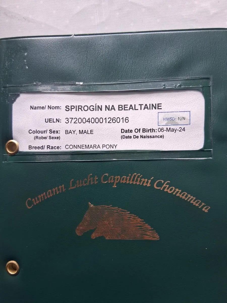 Bay colt & Dun filly - Image 2