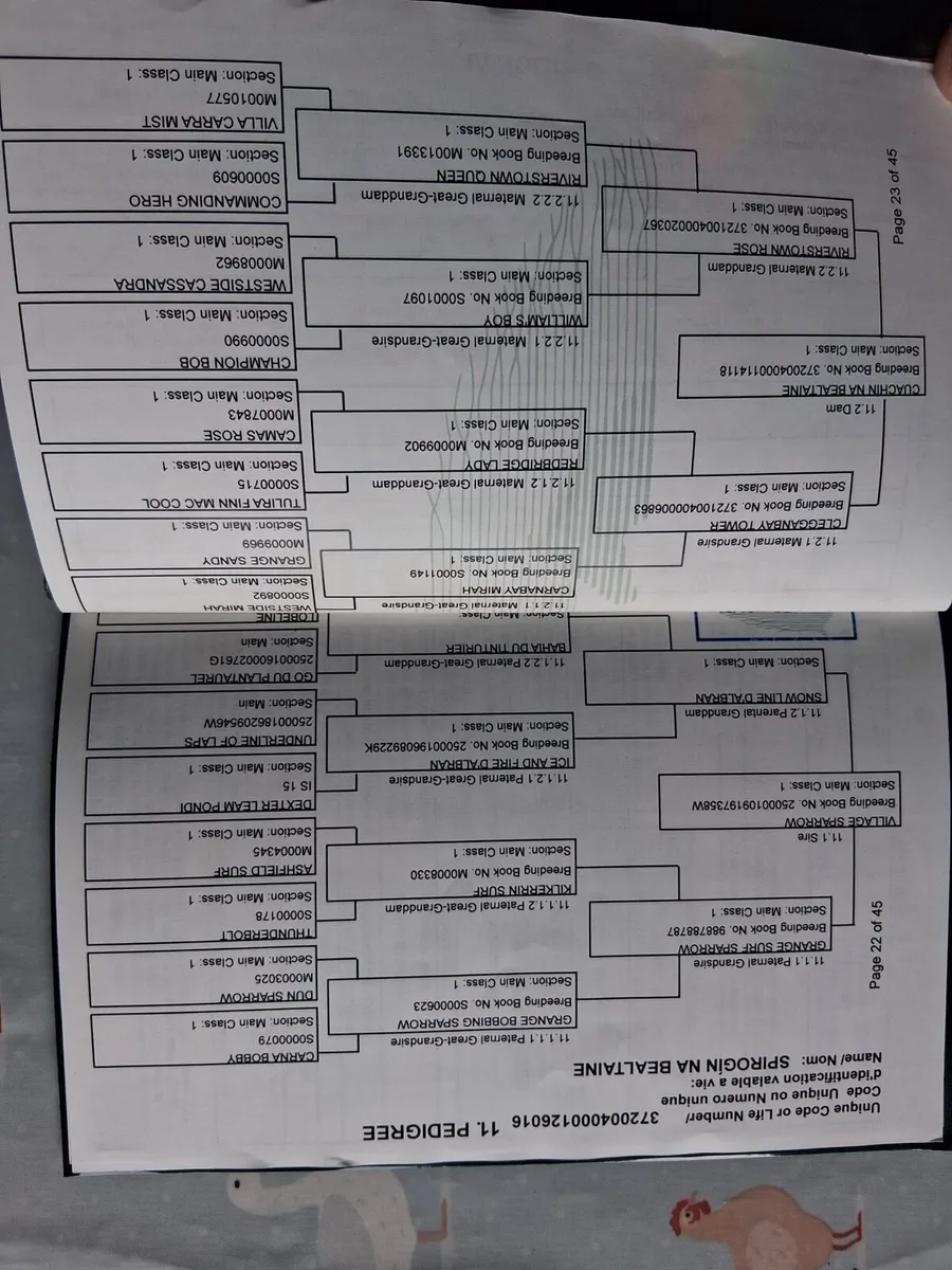 Bay colt & Dun filly - Image 3