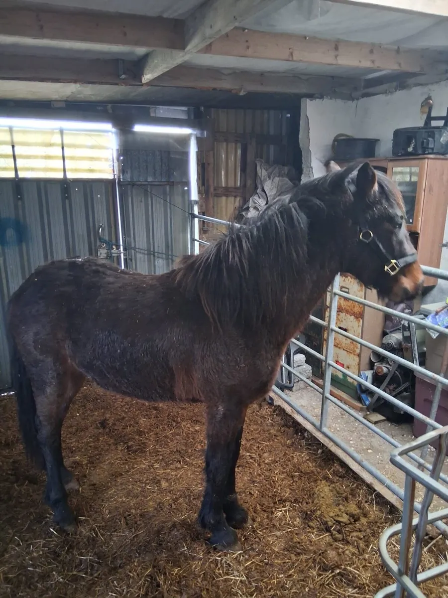 Bay colt & Dun filly - Image 4