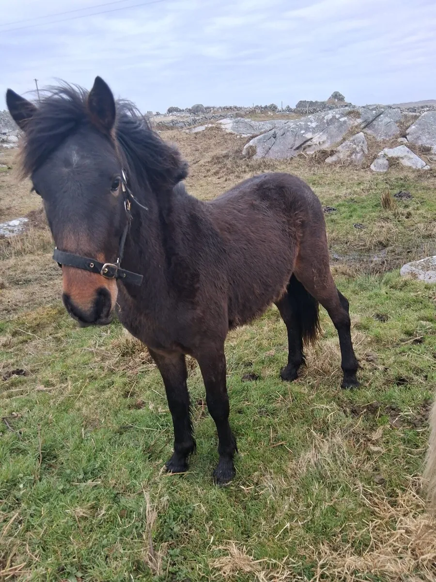 Bay colt & Dun filly - Image 1