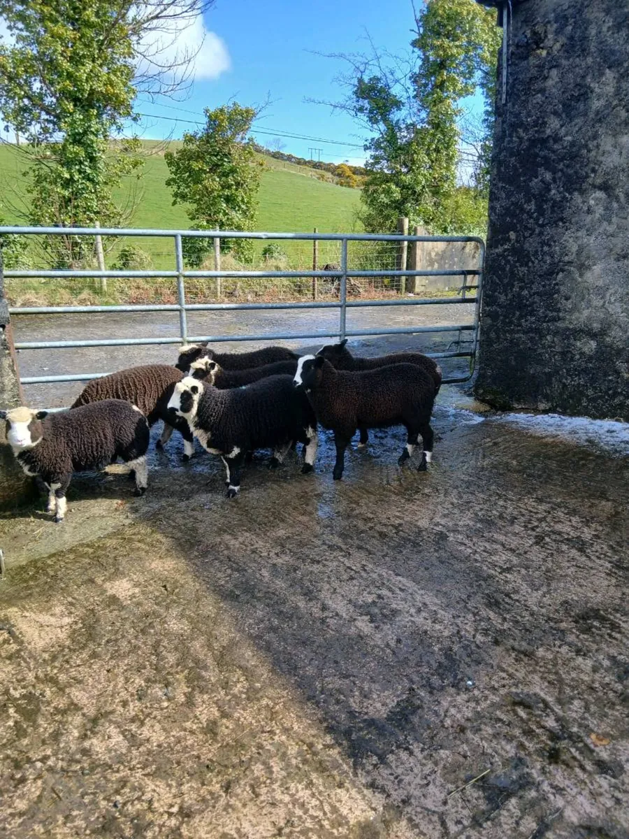 Spotted Dutch X Dorsets lambs - Image 4