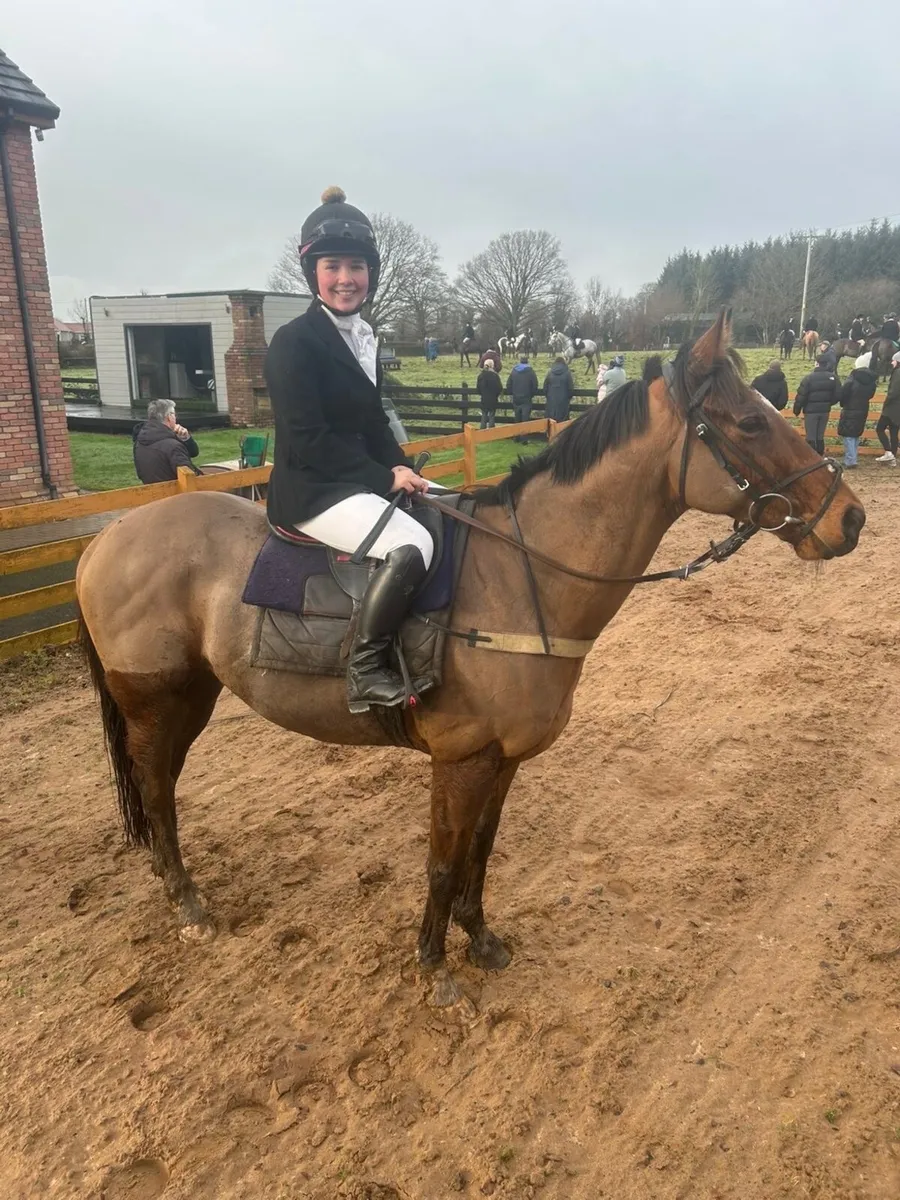 8-year-old | 16hh Bay Gelding | easy going - Image 1