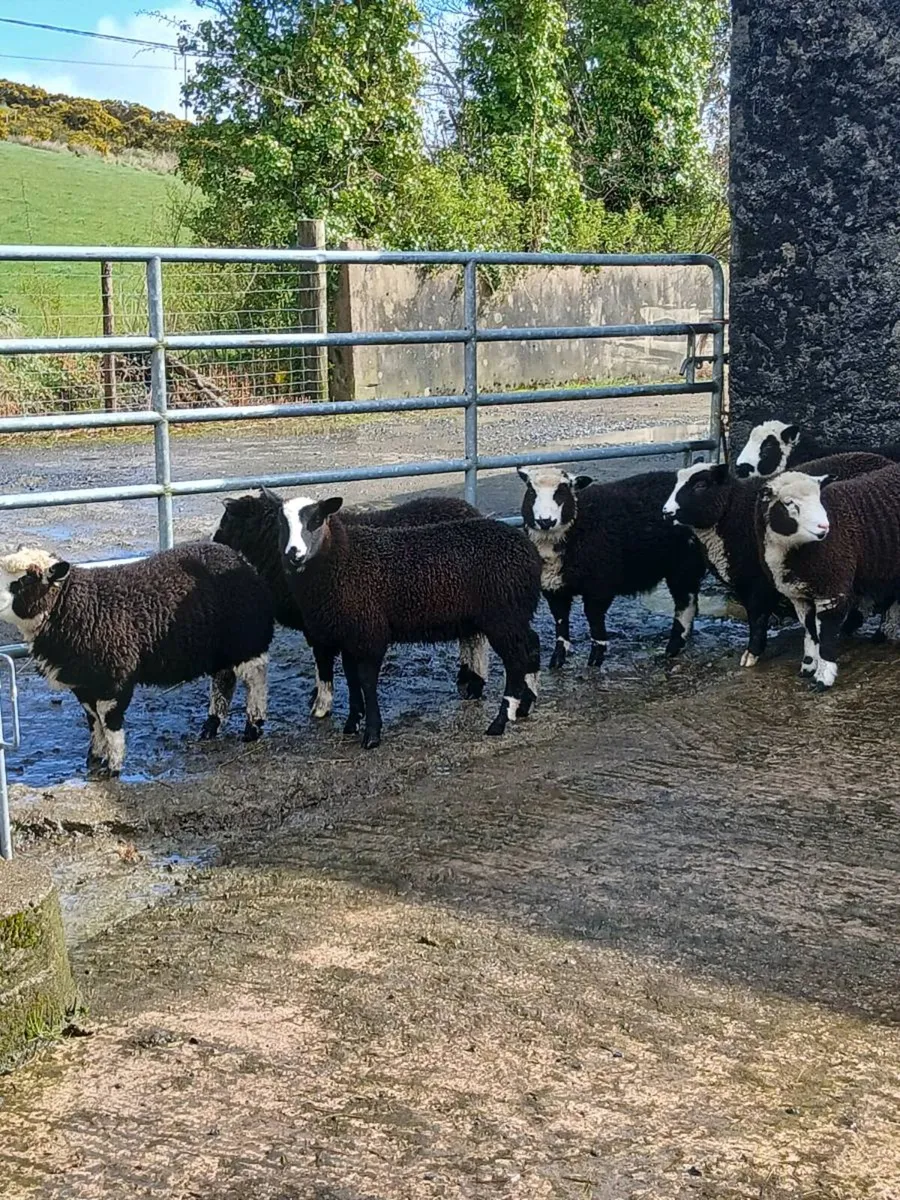 Spotted Dutch X Dorsets lambs - Image 2