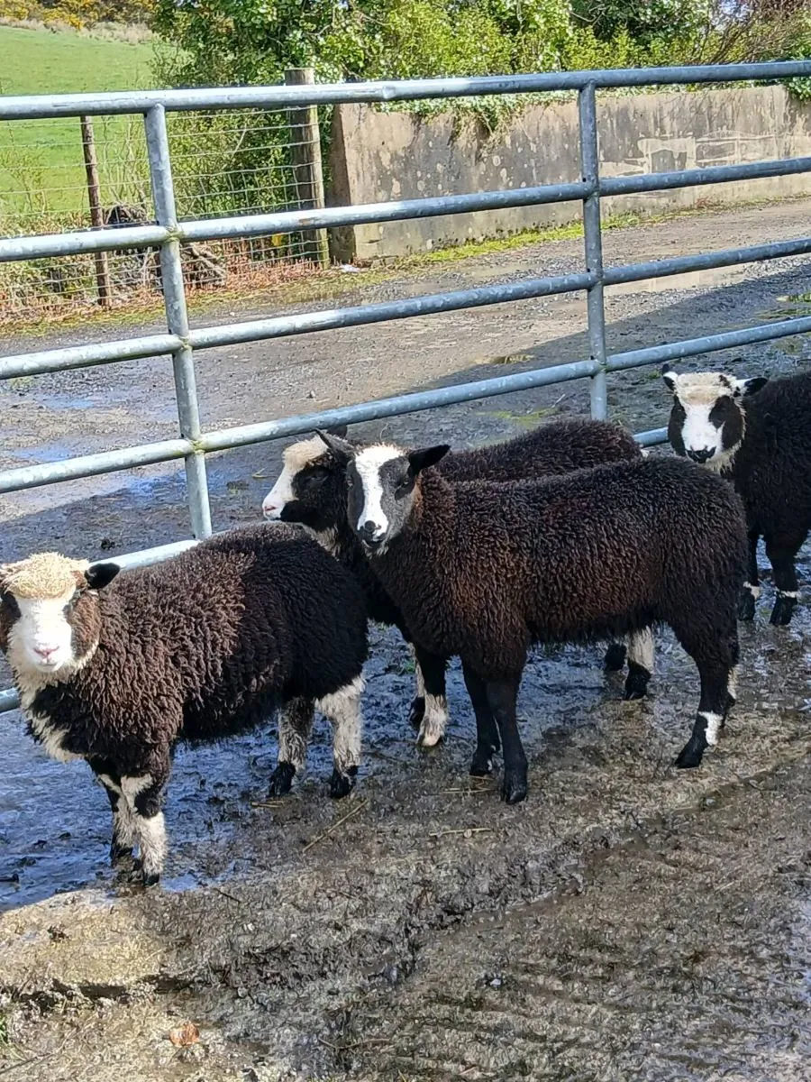 Spotted Dutch X Dorsets lambs - Image 3