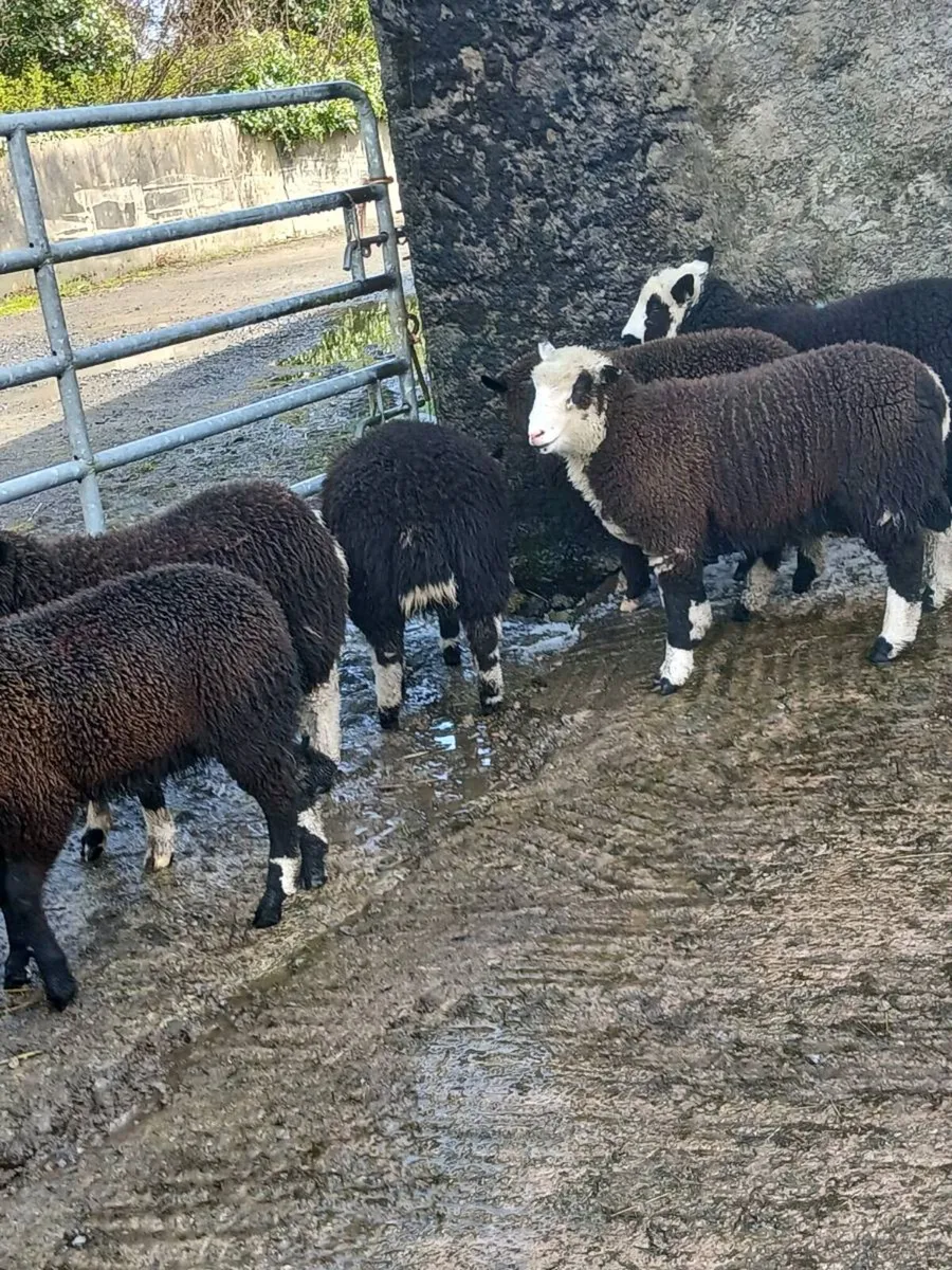 Spotted Dutch X Dorsets lambs - Image 1