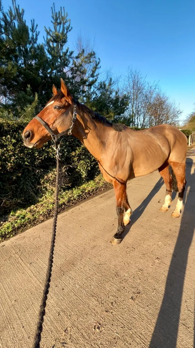8-year-old | 16hh Bay Gelding | easy going - Image 2