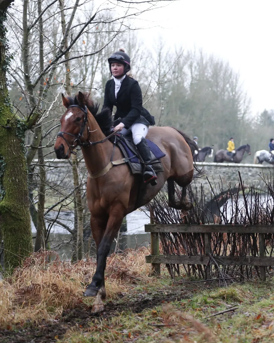 8-year-old | 16hh Bay Gelding | easy going - Image 3