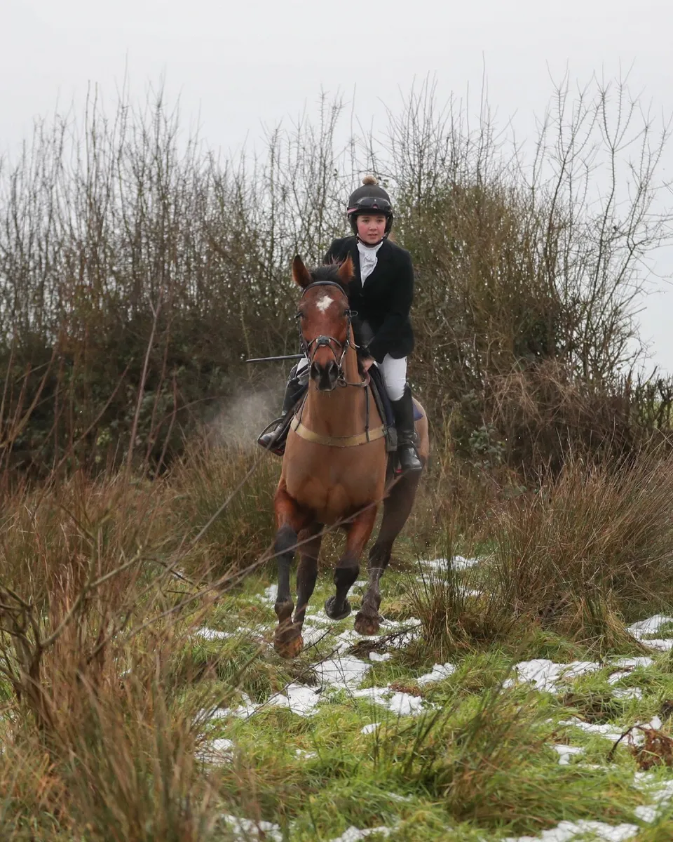 8-year-old | 16hh Bay Gelding | easy going - Image 4