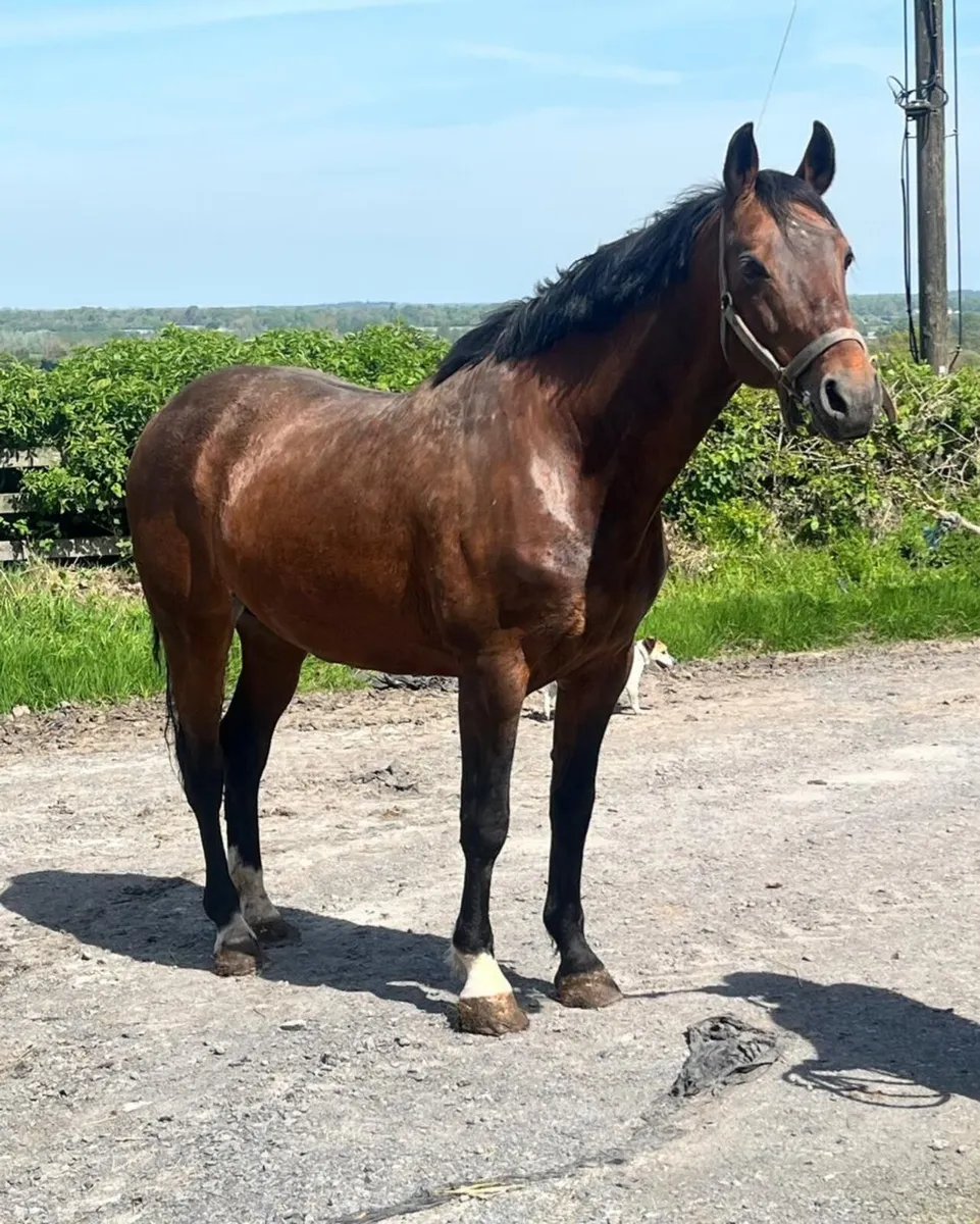 Stallion by Errigal Flight - Image 2