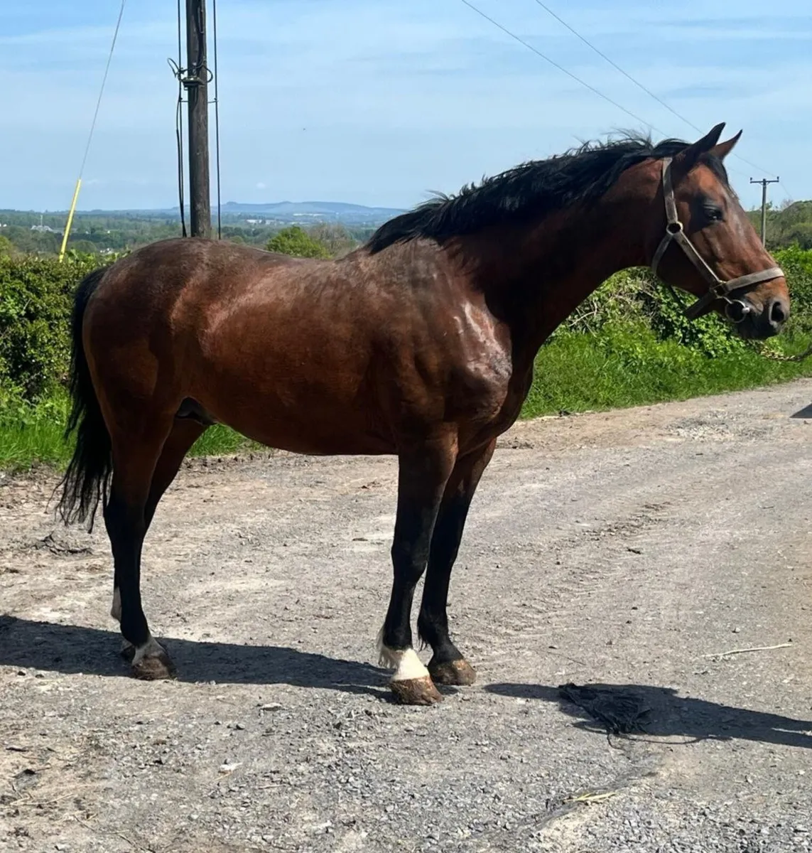Stallion by Errigal Flight - Image 3