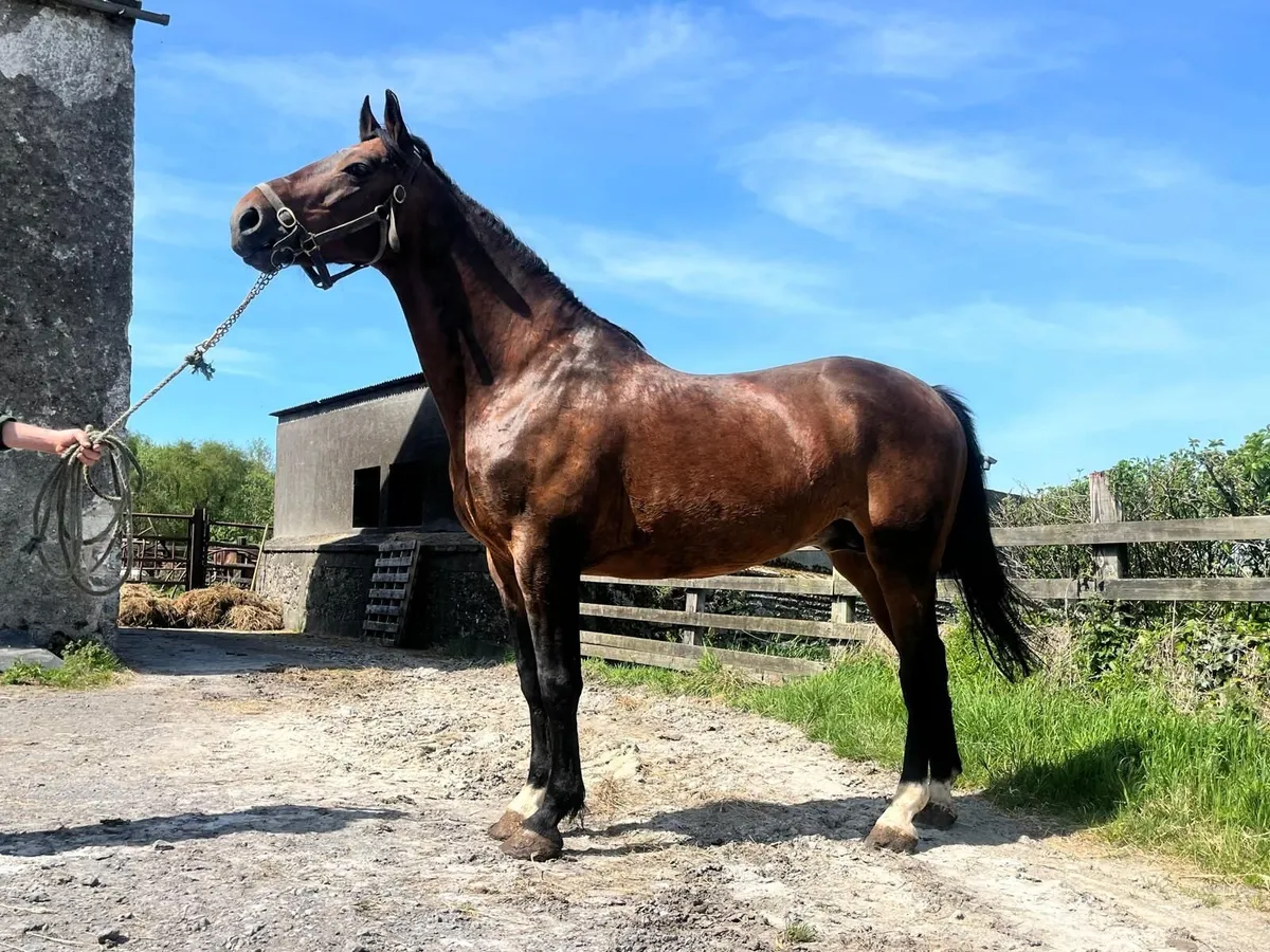 Stallion by Errigal Flight - Image 1