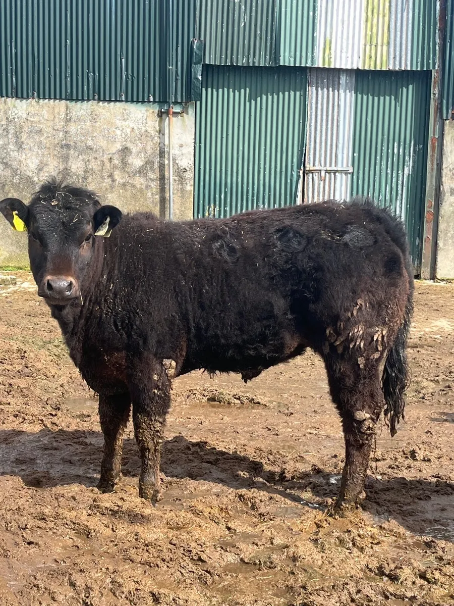 ⭐️2 smashing breeding heifers⭐️ - Image 1