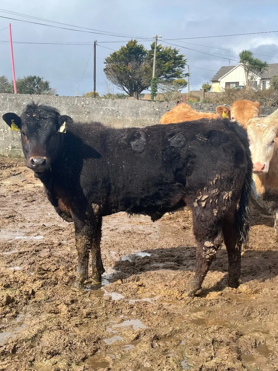 ⭐️2 smashing breeding heifers⭐️ - Image 2