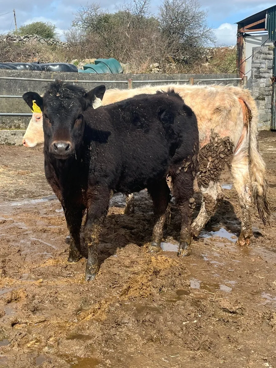 ⭐️2 smashing breeding heifers⭐️ - Image 4