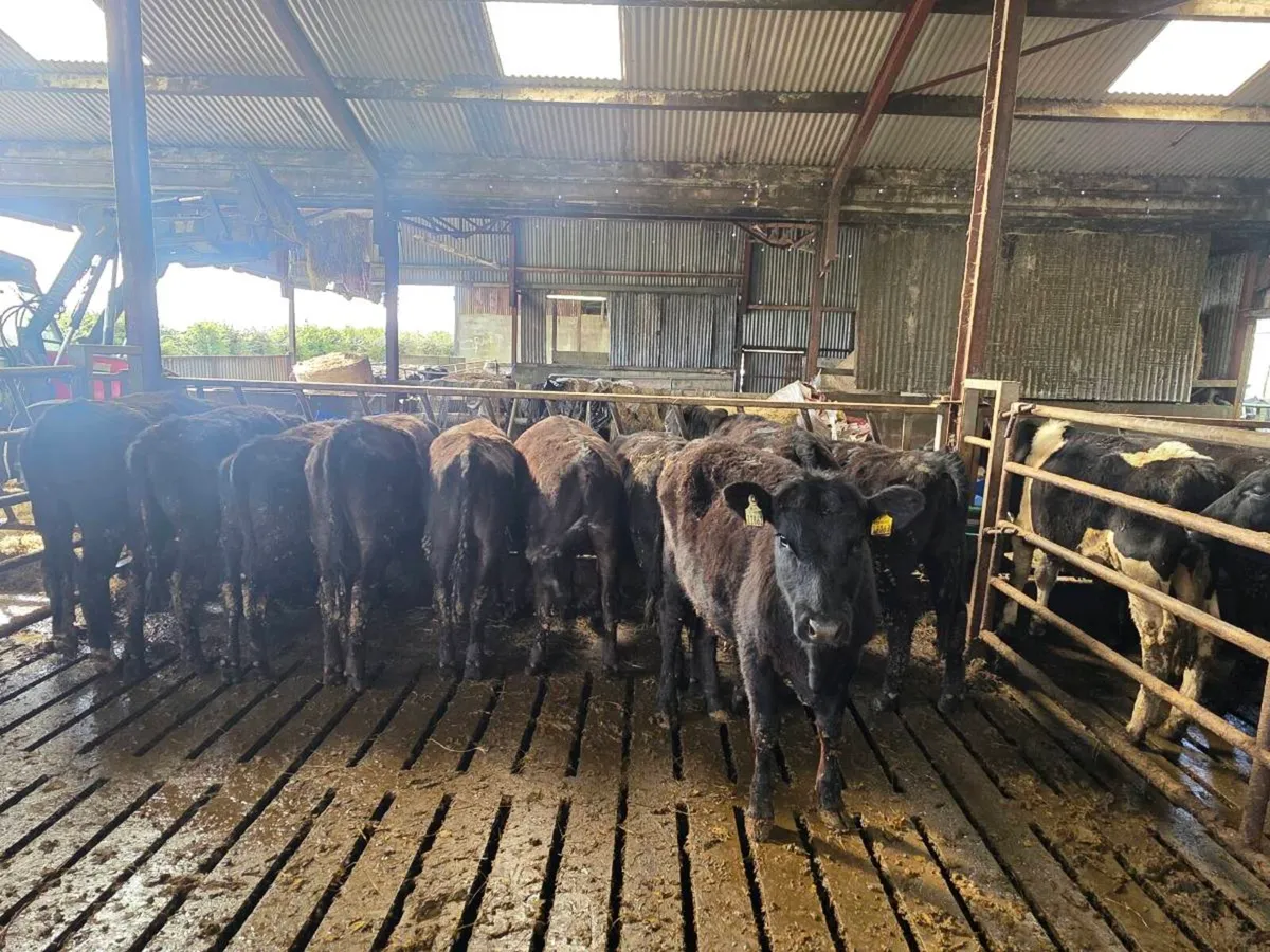 10 Angus Heifers for sale - Image 2