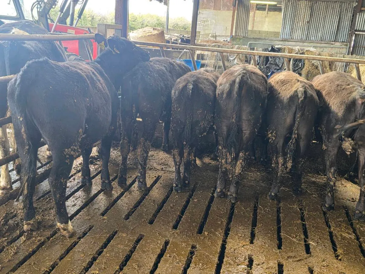 10 Angus Heifers for sale - Image 3