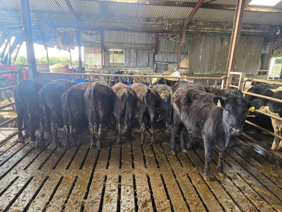 10 Angus Heifers for sale - Image 4