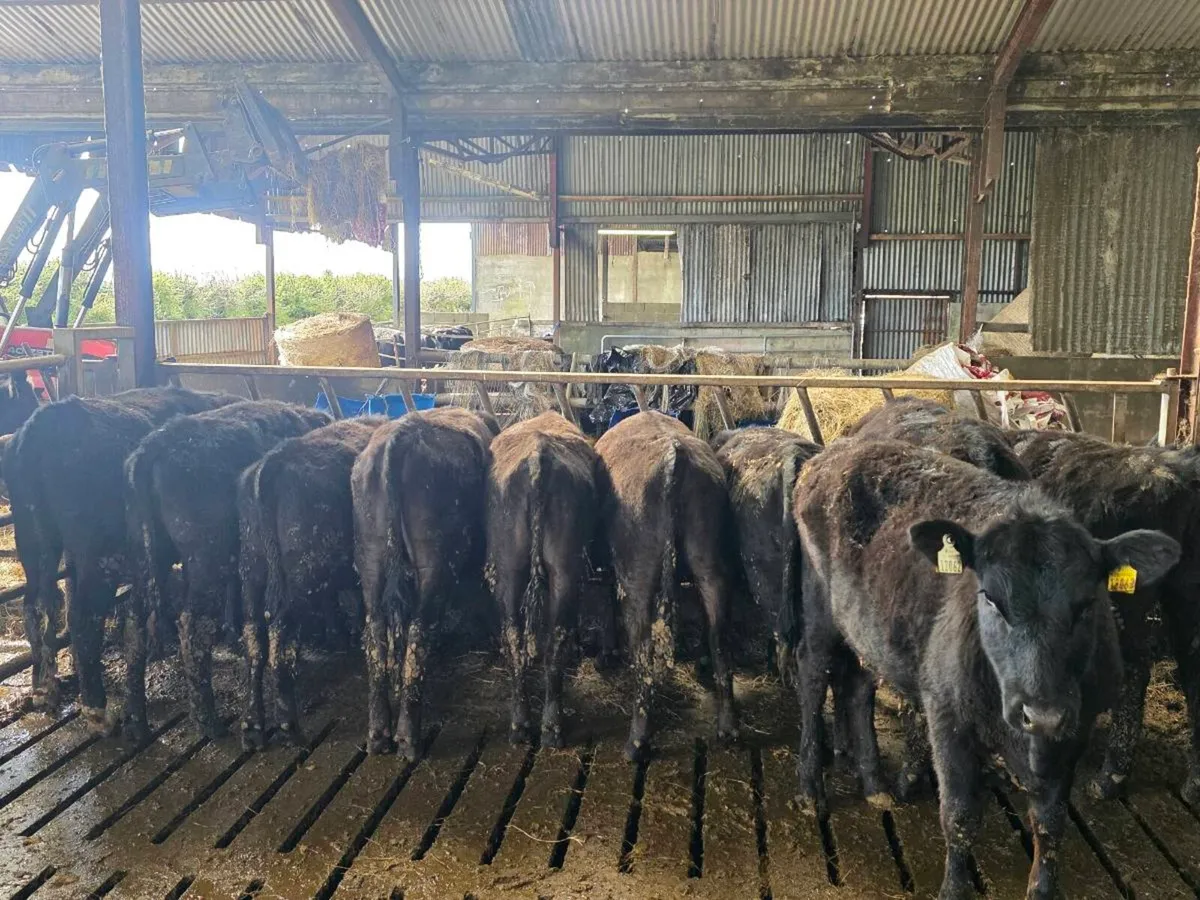 10 Angus Heifers for sale - Image 1