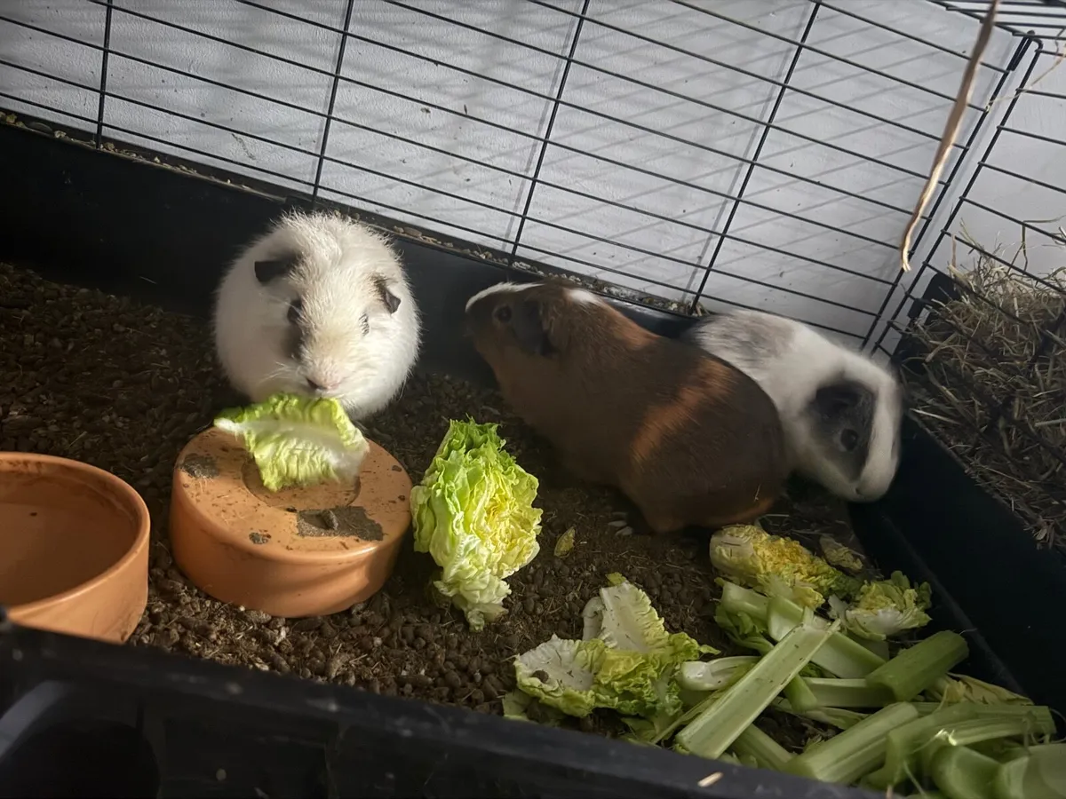 3 Male Guinea Pigs with cage - Image 2