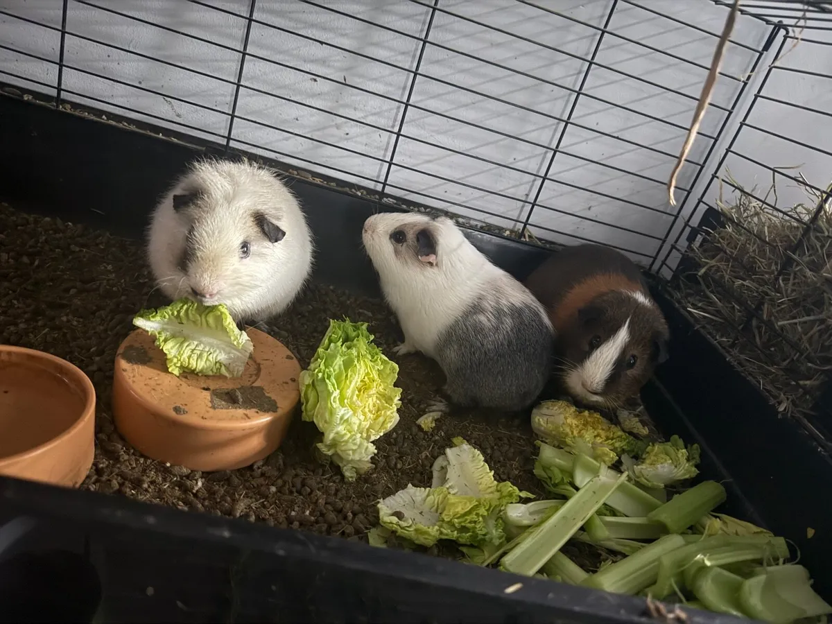 3 Male Guinea Pigs with cage - Image 1