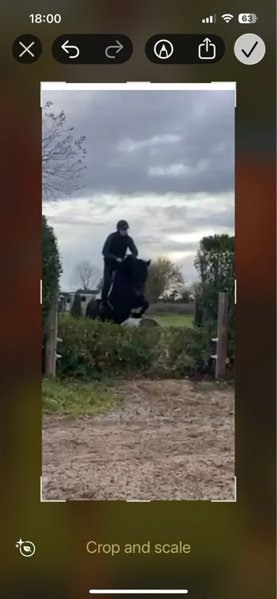 4 year old - Image 1