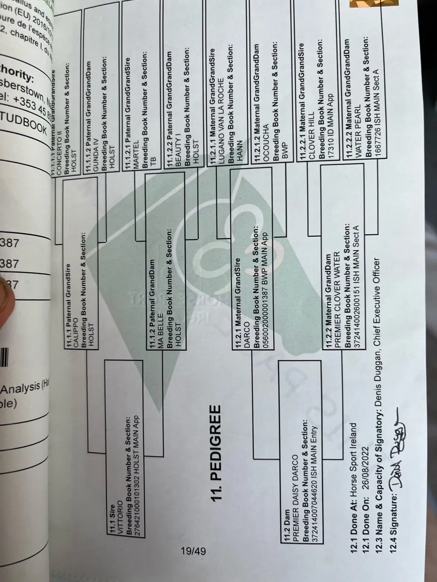 4 year old - Image 3