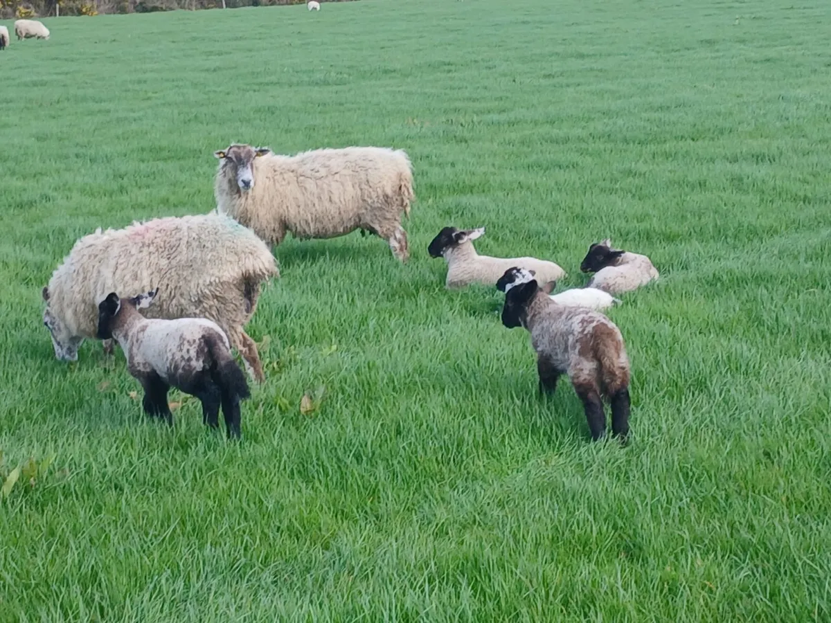 Ewes and lambs for sale - Image 2