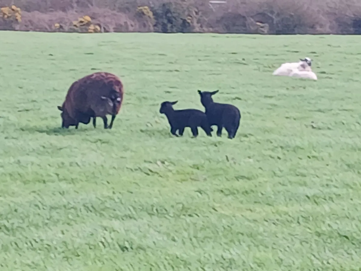 Ewes and lambs for sale - Image 1