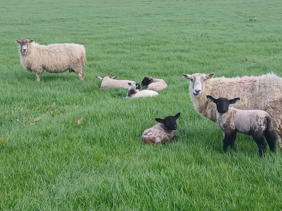 Ewes and lambs for sale - Image 3