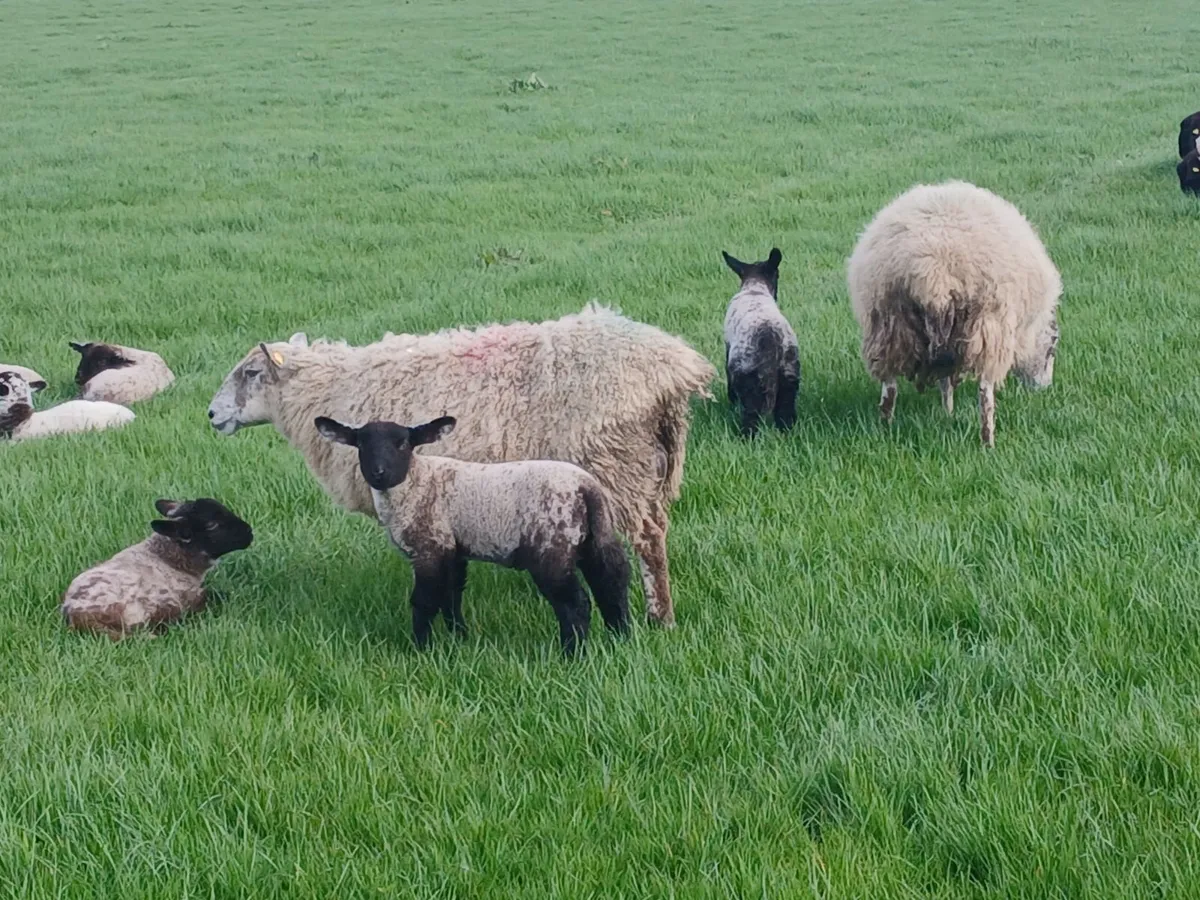 Ewes and lambs for sale - Image 4