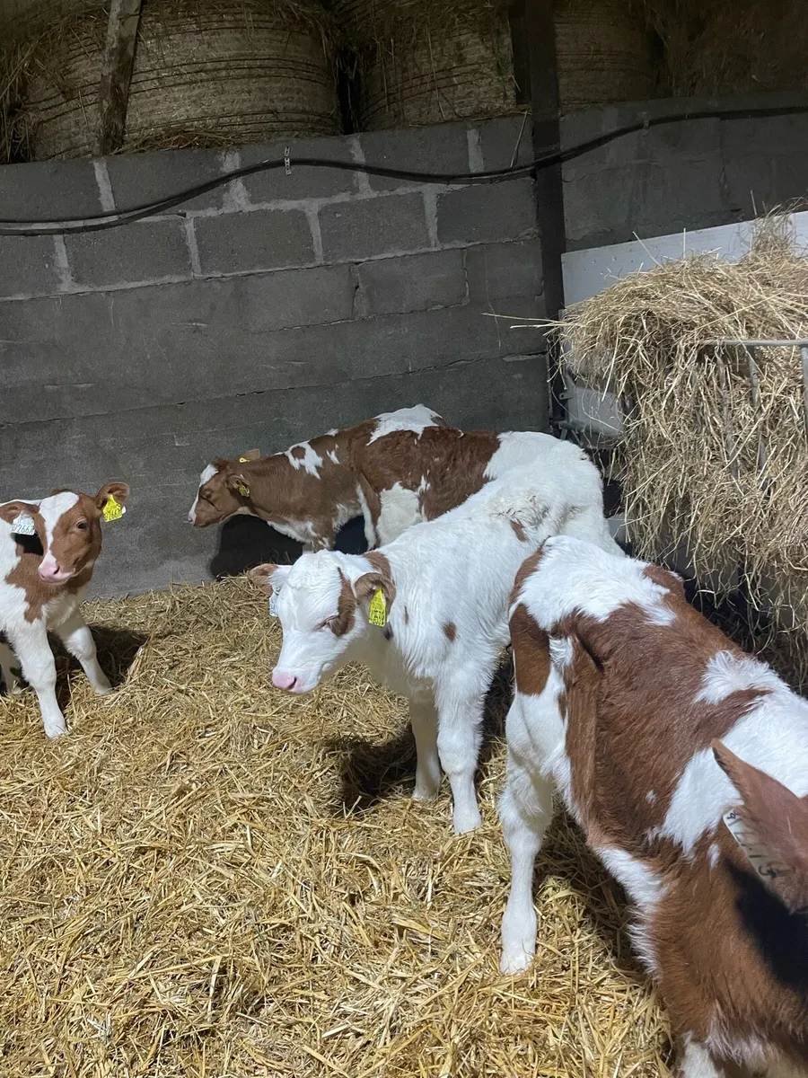 Rotbunte bull and heifer calvescalves - Image 3