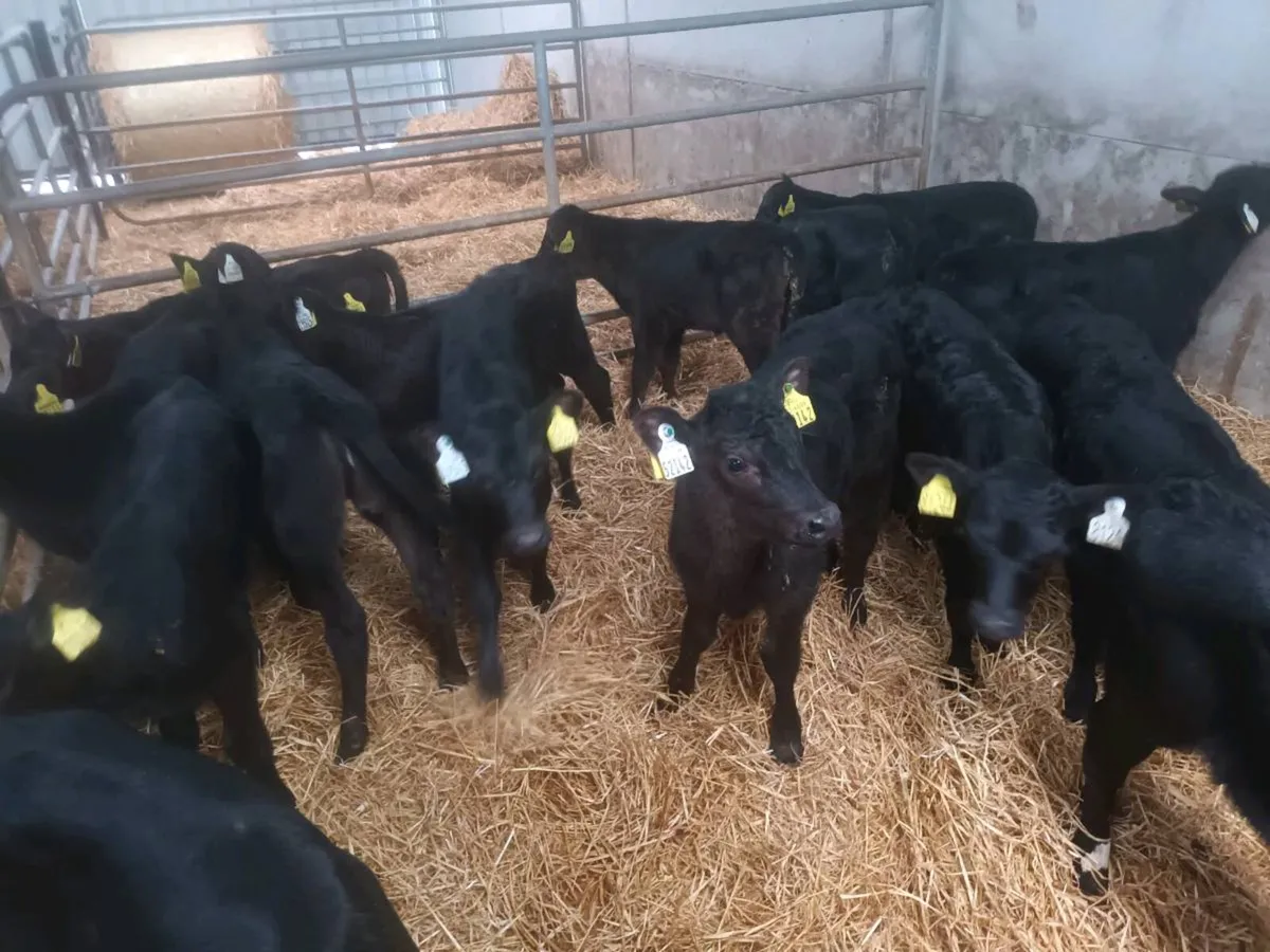 ABERDEEN ANGUS HEIFER CALVES FOR SALE