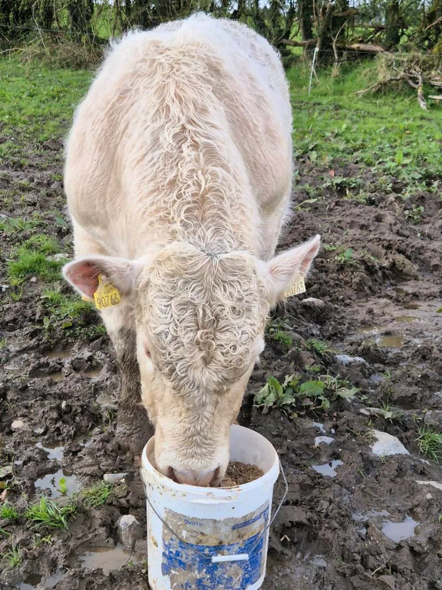 Pedigree registered charolais bulls - Image 4