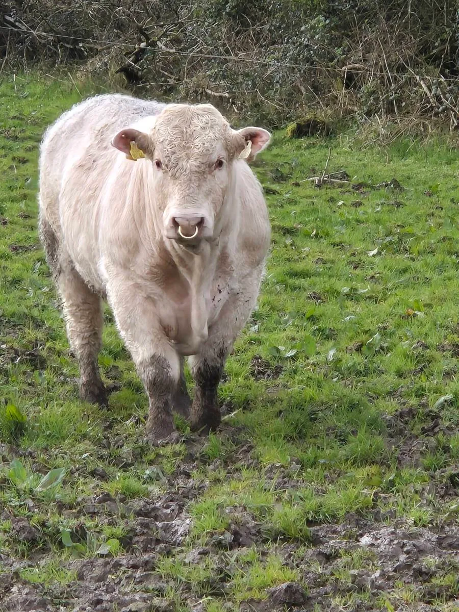 Pedigree registered charolais bulls - Image 2