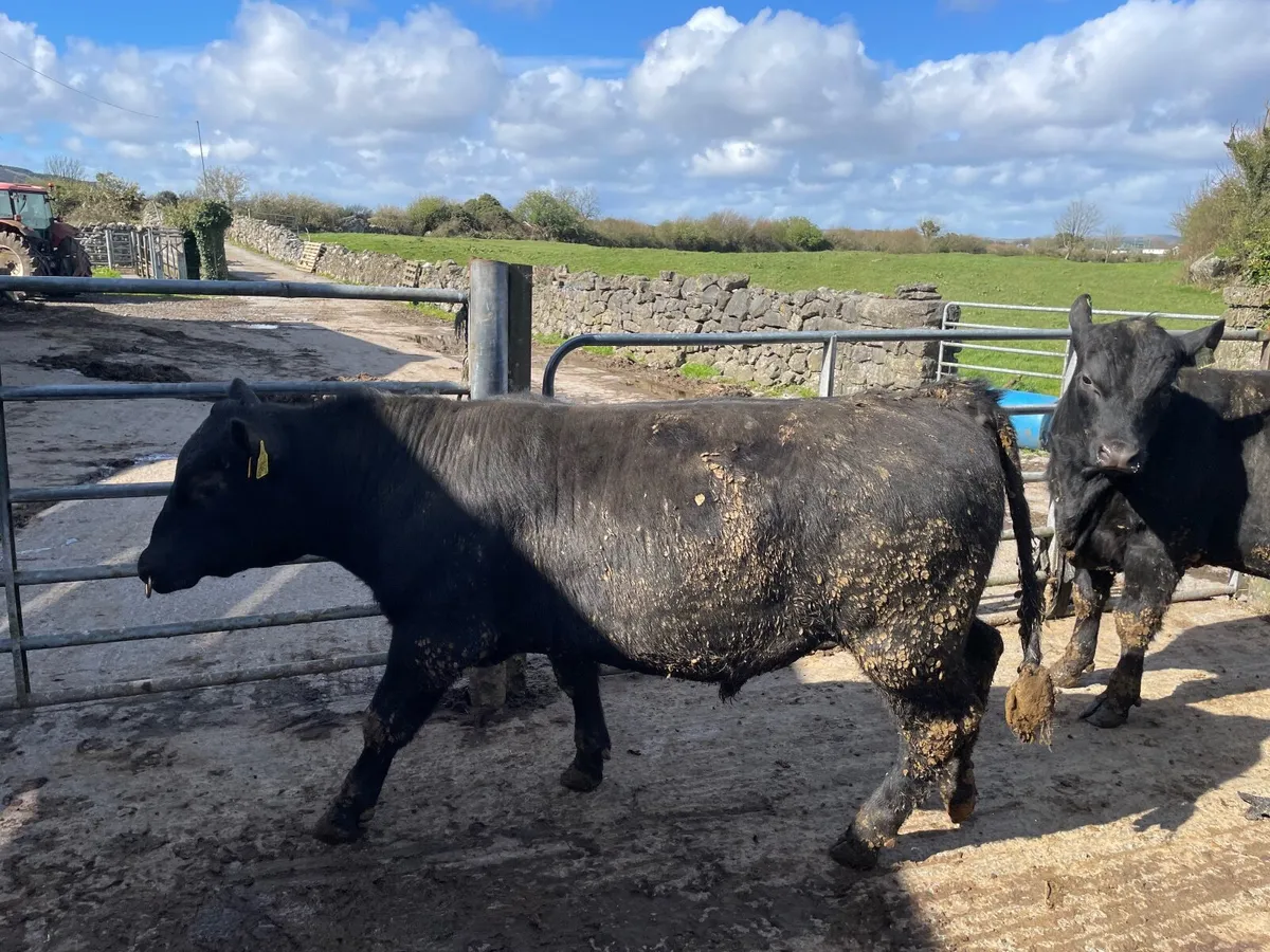 Aberdeen Angus Bul - Image 2