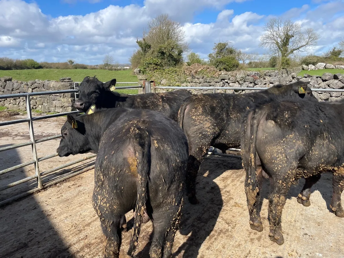 Aberdeen Angus Bul - Image 1