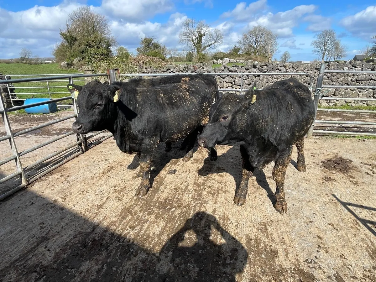 Aberdeen Angus Bul - Image 3