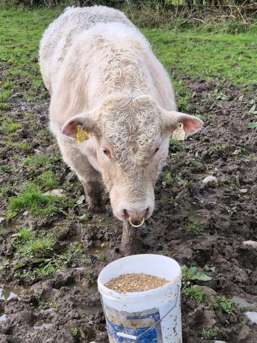 Pedigree registered charolais bulls - Image 3