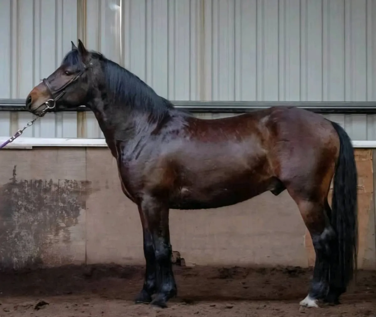 Class 1 Connemara Stallion (BAY) - Image 1