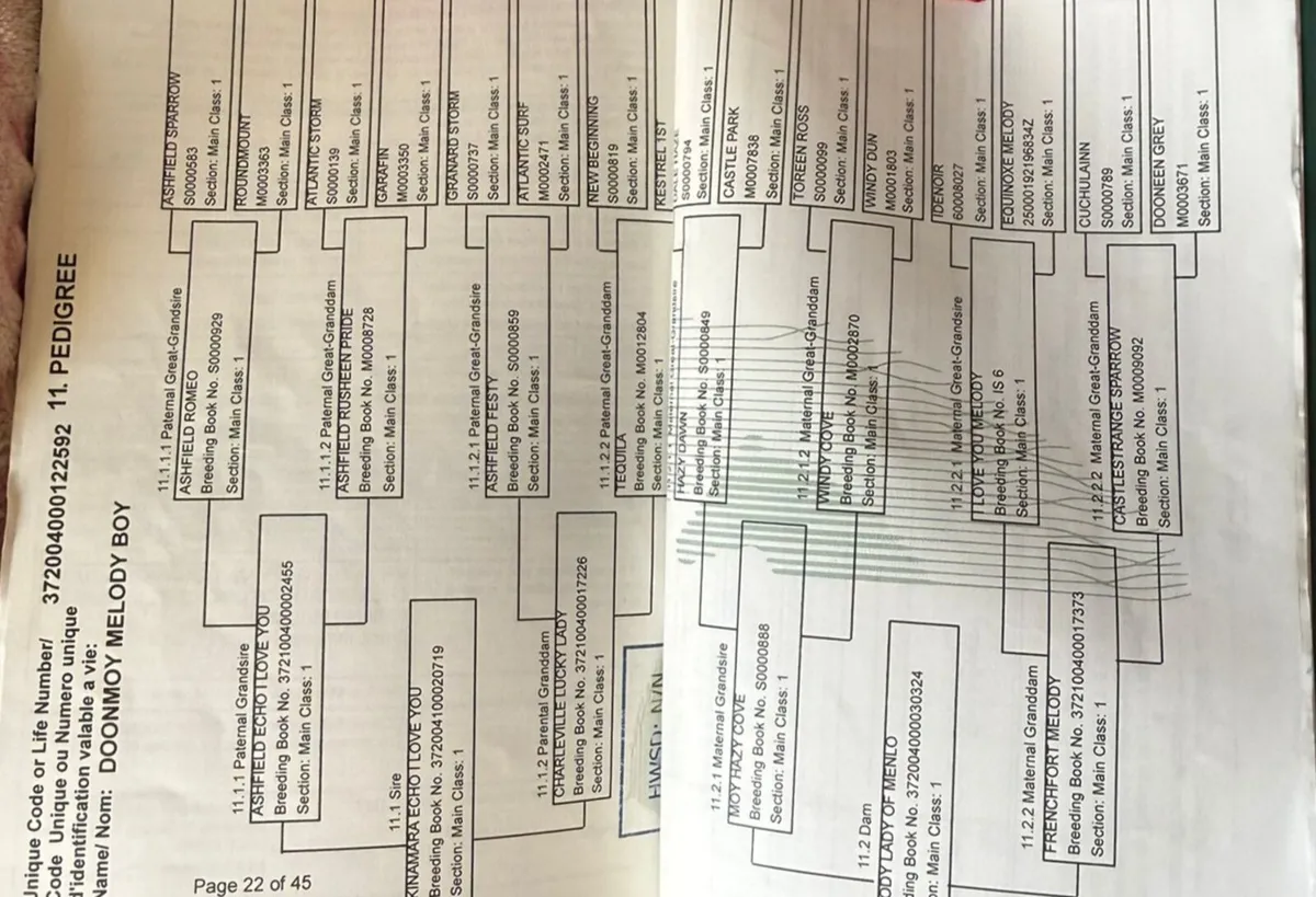 Class 1 Connemara Stallion (BAY) - Image 2
