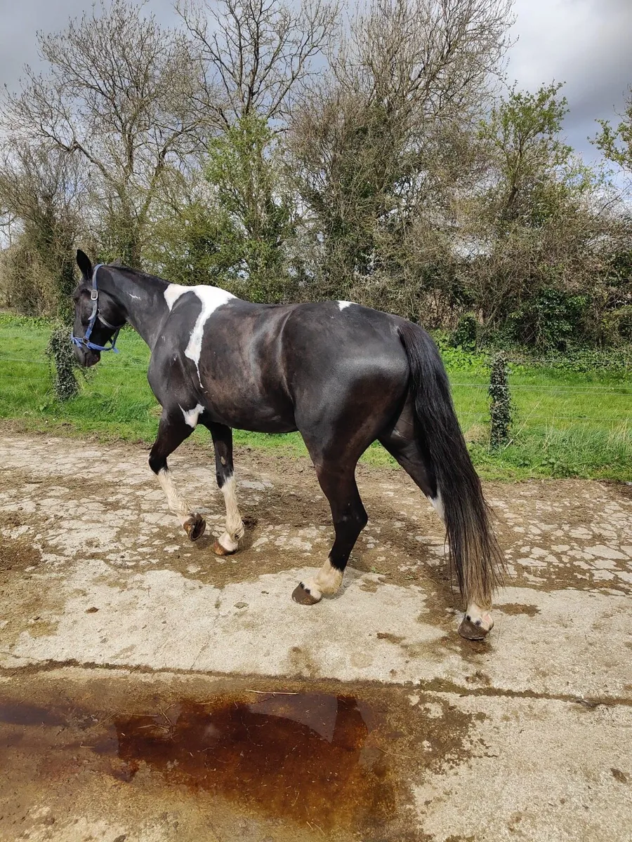 16 Hands Ride and Drive Gelding - Image 4