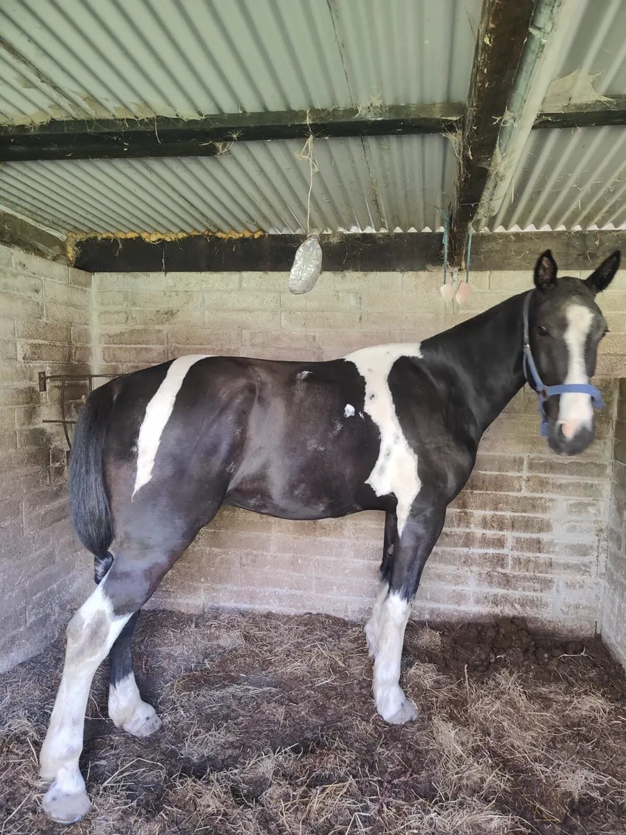 16 Hands Ride and Drive Gelding - Image 2