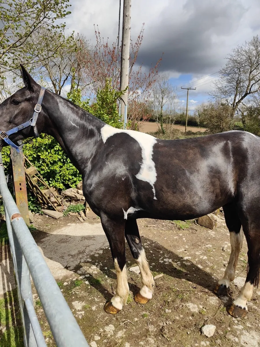 16 Hands Ride and Drive Gelding - Image 3